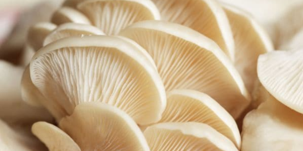 Oyster mushroom- sellers of mushroom